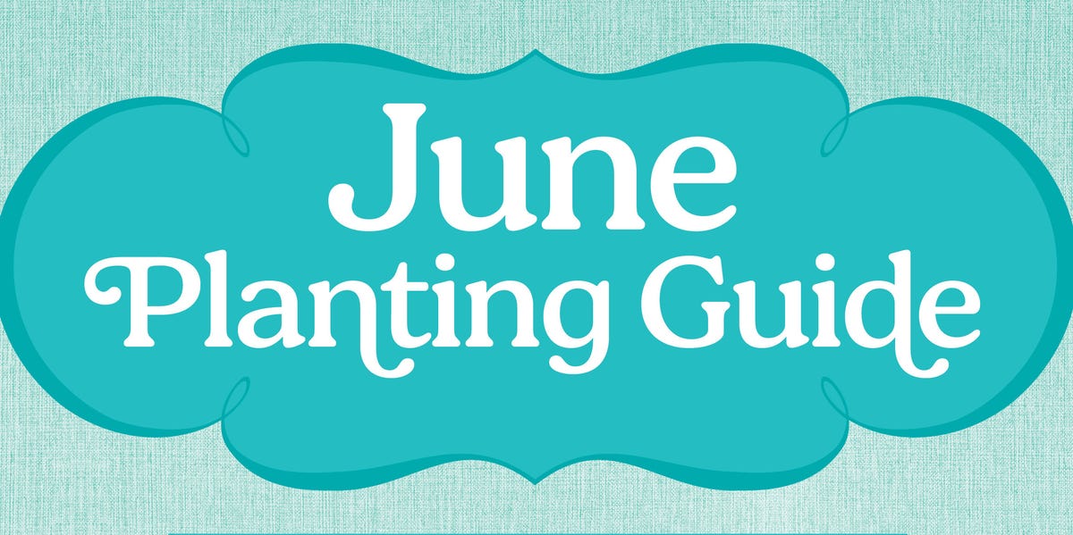 What to Plant in June for a Garden That Keeps Giving All Summer
